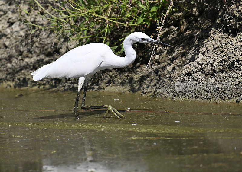 小白鹭(Egretta garzetta)